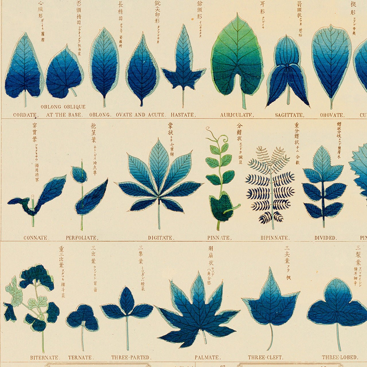 Chart of plants I - Japonica Graphic