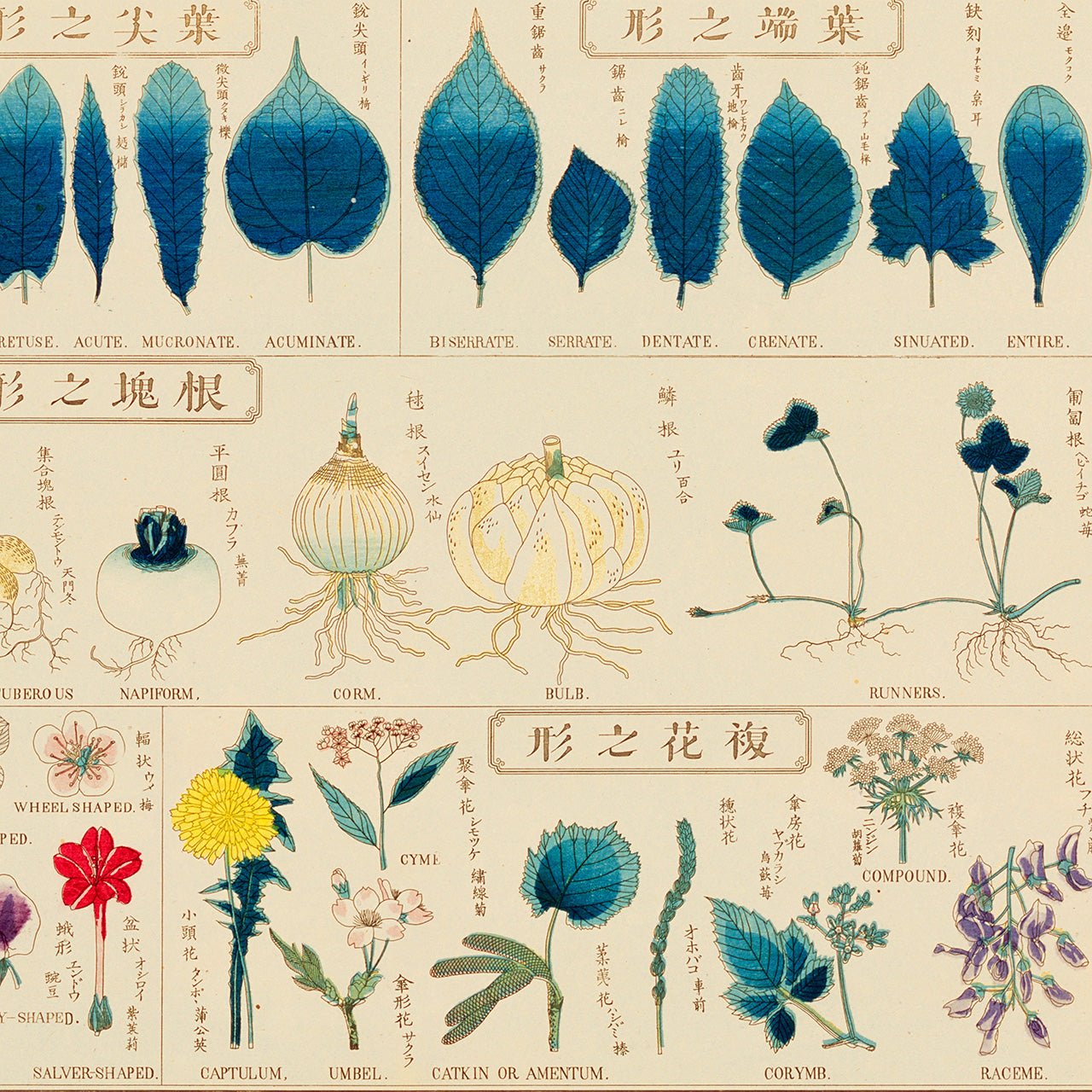 Chart of plants I - Japonica Graphic