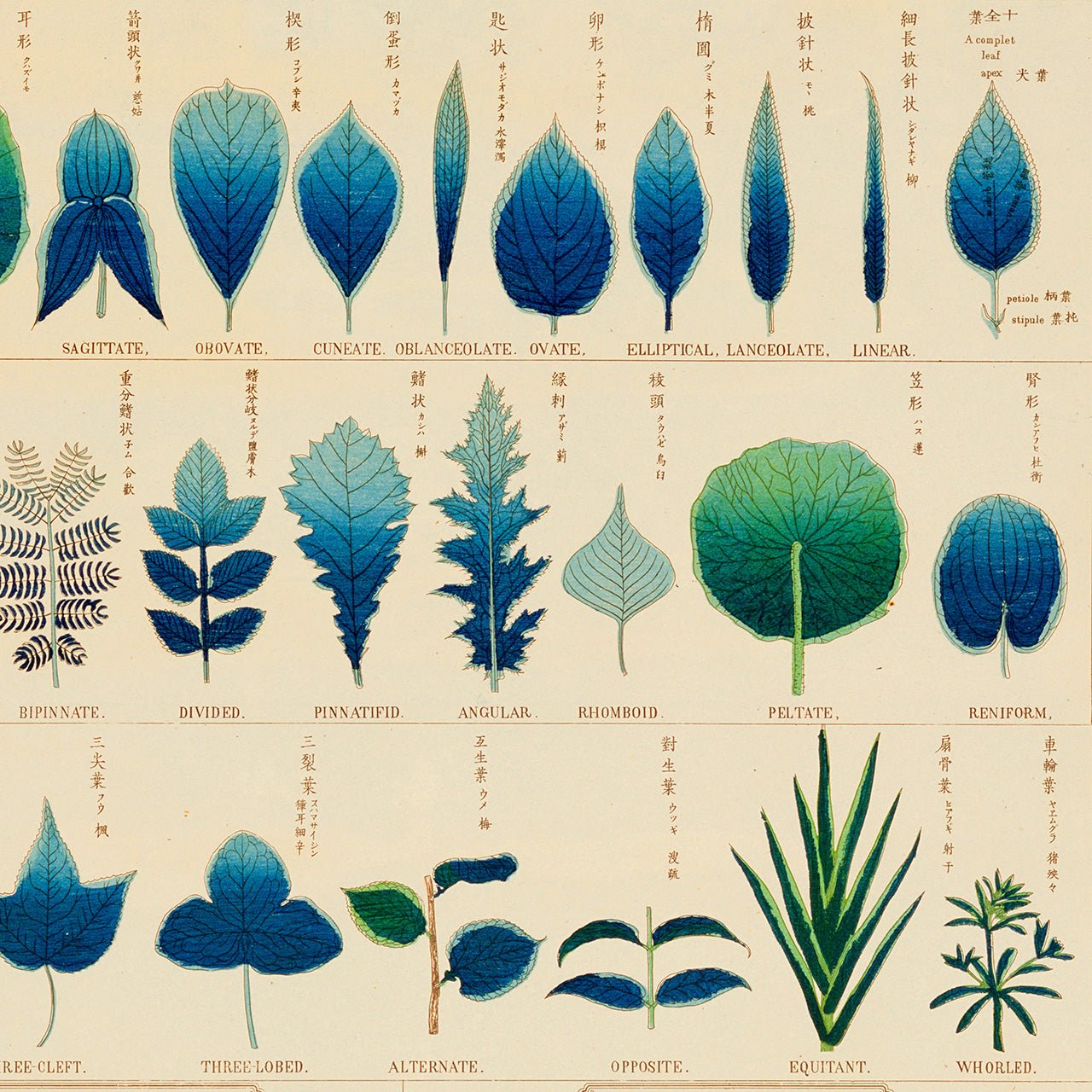 Chart of plants I - Japonica Graphic