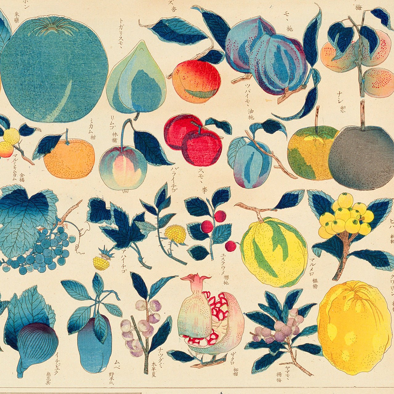 Chart of plants II - Japonica Graphic