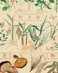 Chart of plants IV - Japonica Graphic