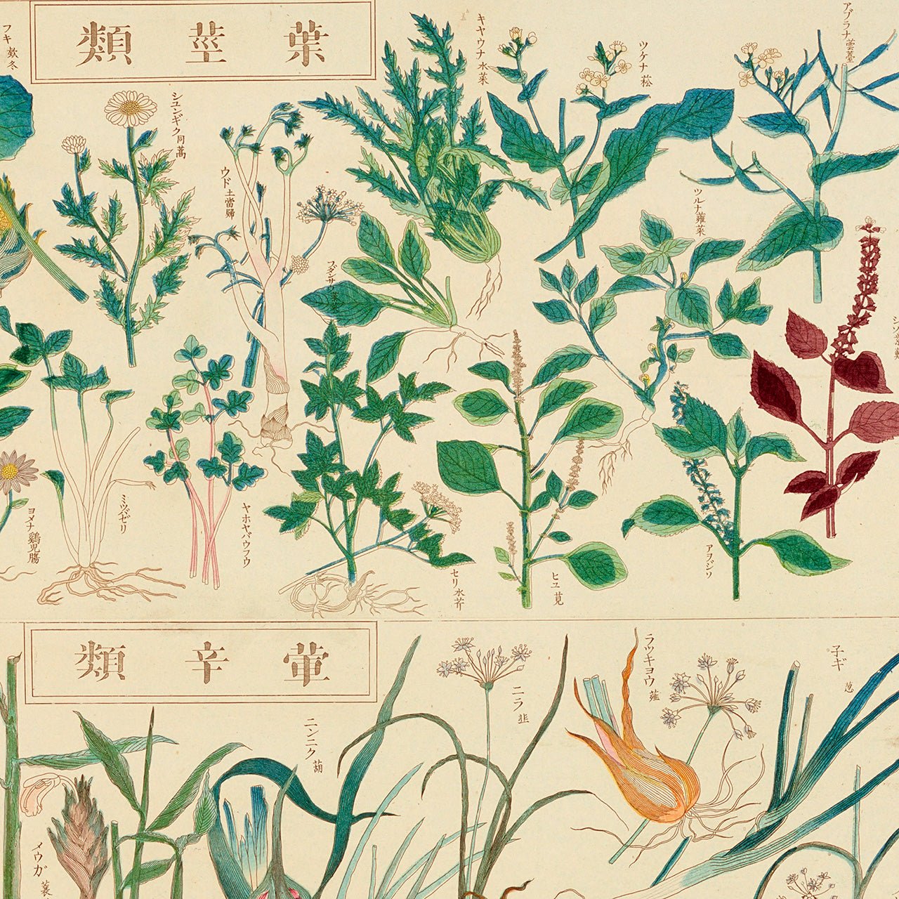 Chart of plants IV - Japonica Graphic