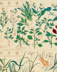 Chart of plants IV - Japonica Graphic