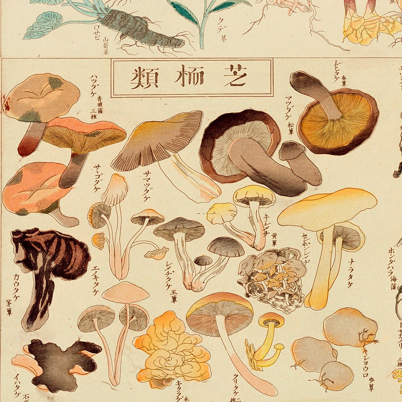 Chart of plants IV - Japonica Graphic
