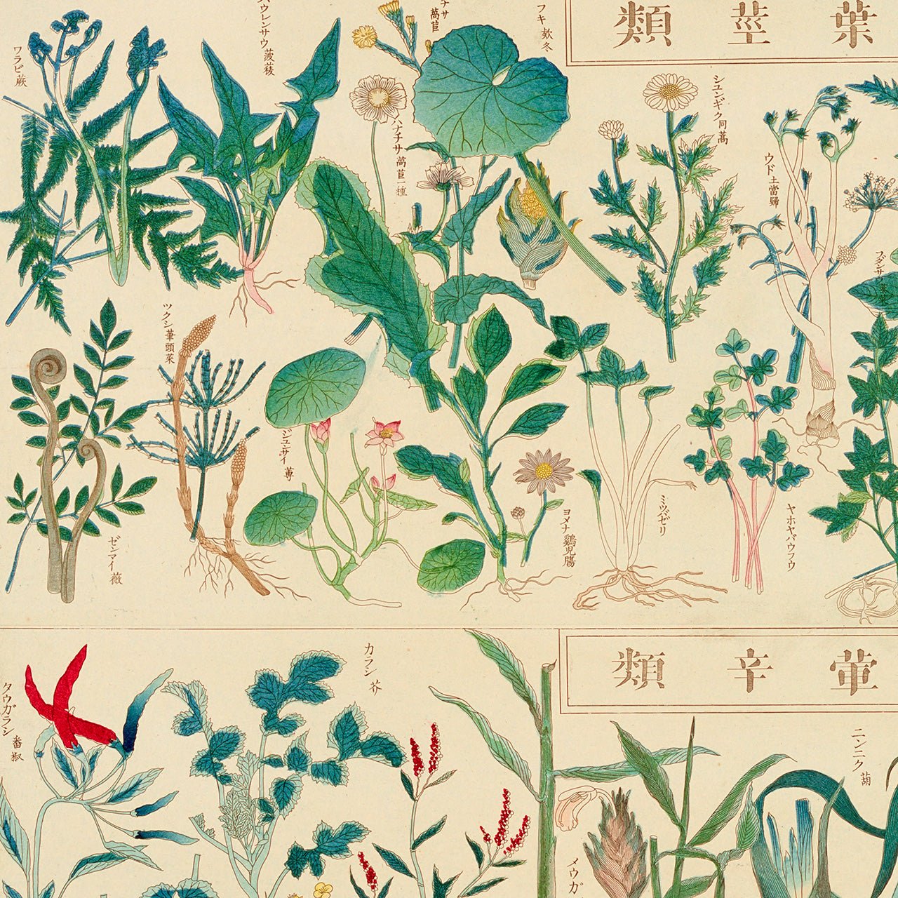 Chart of plants IV - Japonica Graphic