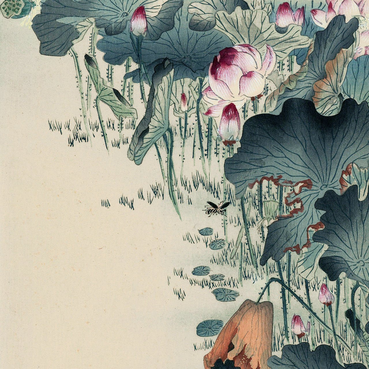 Frog and tadpoles - Japonica Graphic