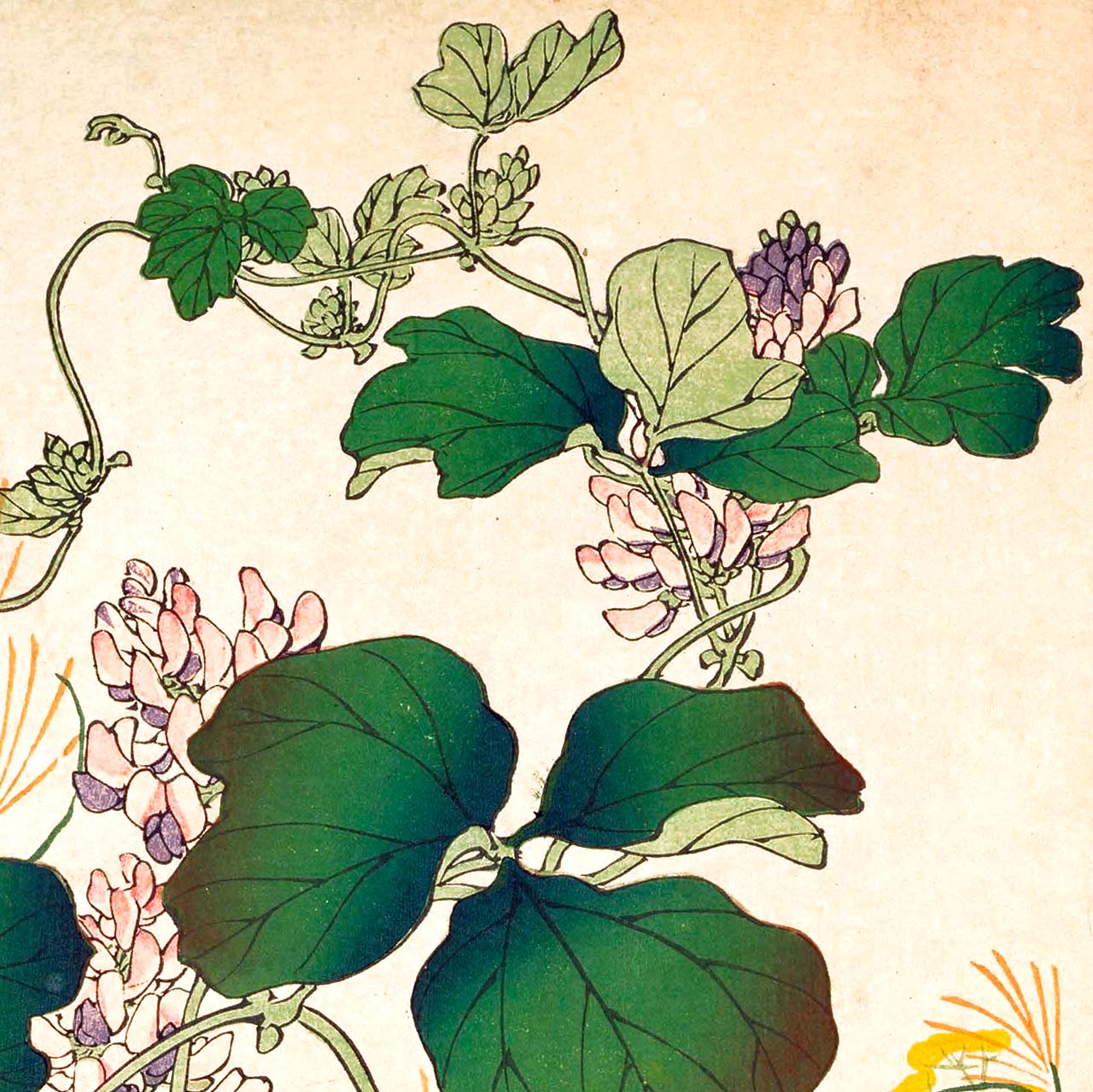 Kudzu and Japanese quail - Japonica Graphic
