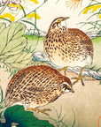 Kudzu and Japanese quail - Japonica Graphic