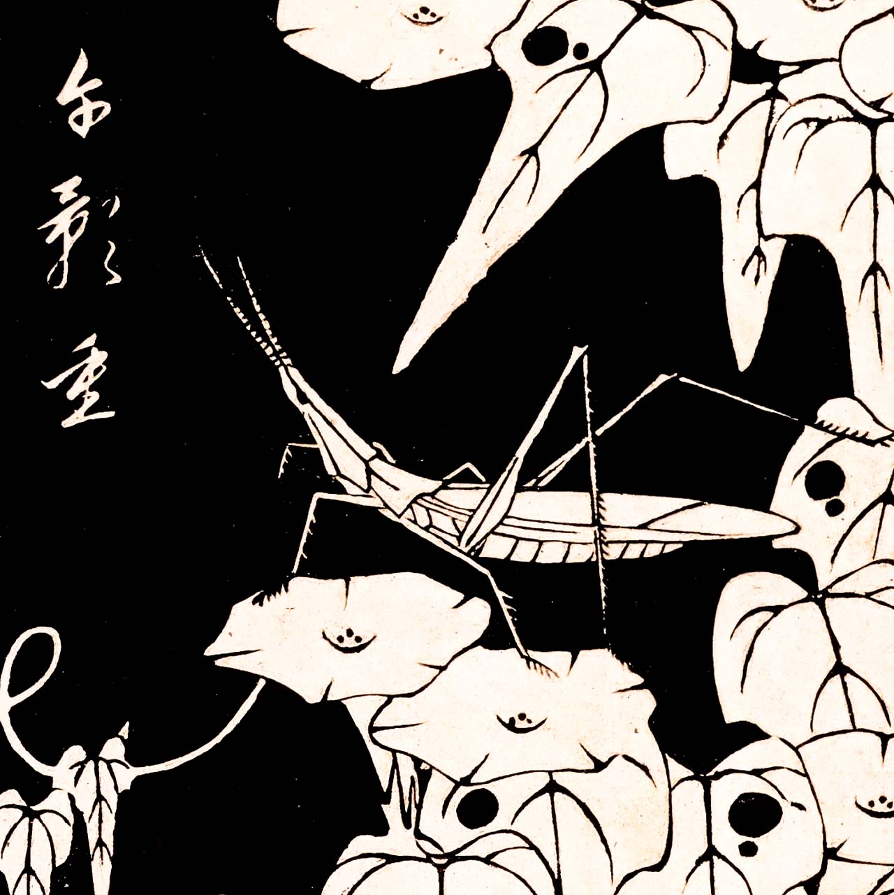 Morning glory - Japonica Graphic