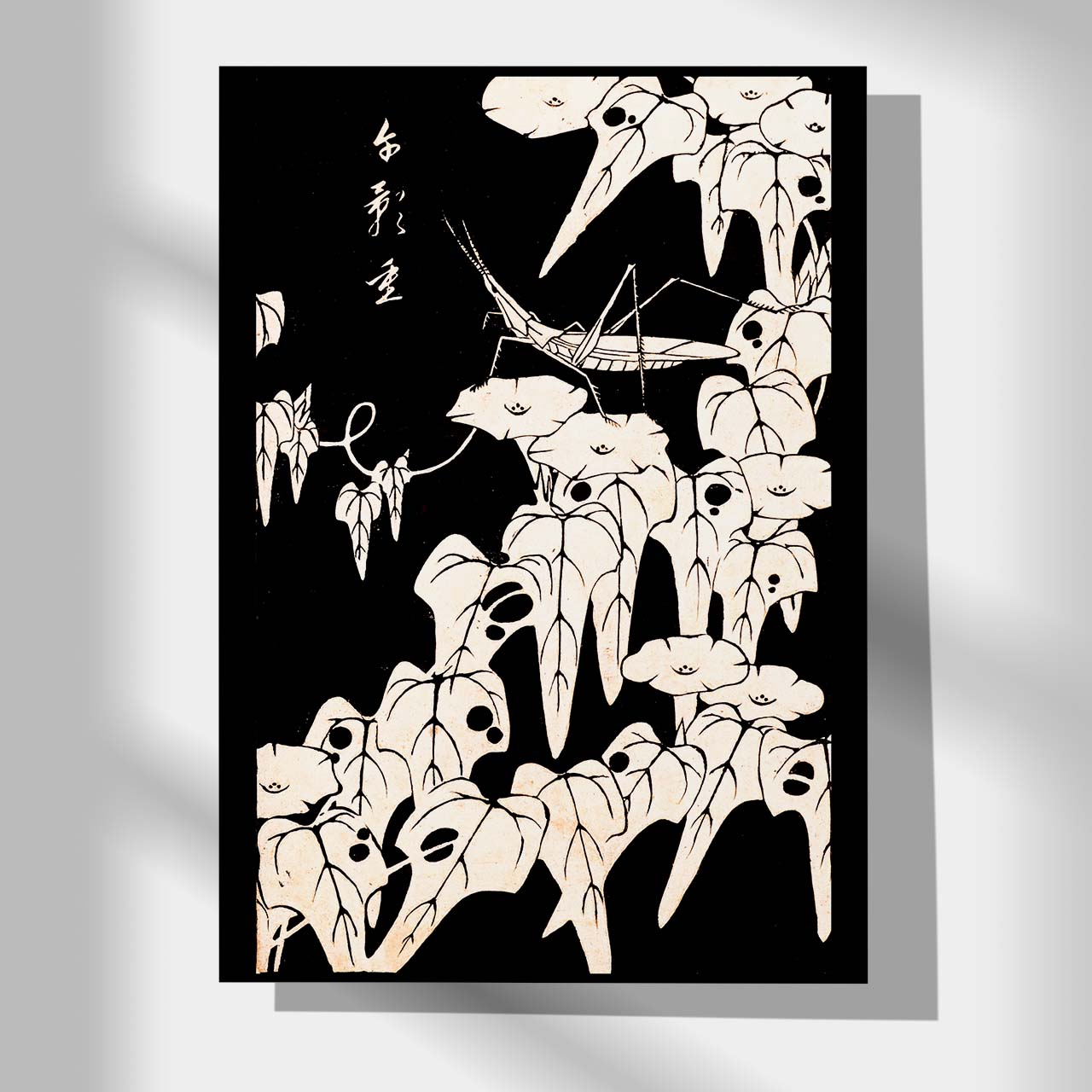 Morning glory - Japonica Graphic