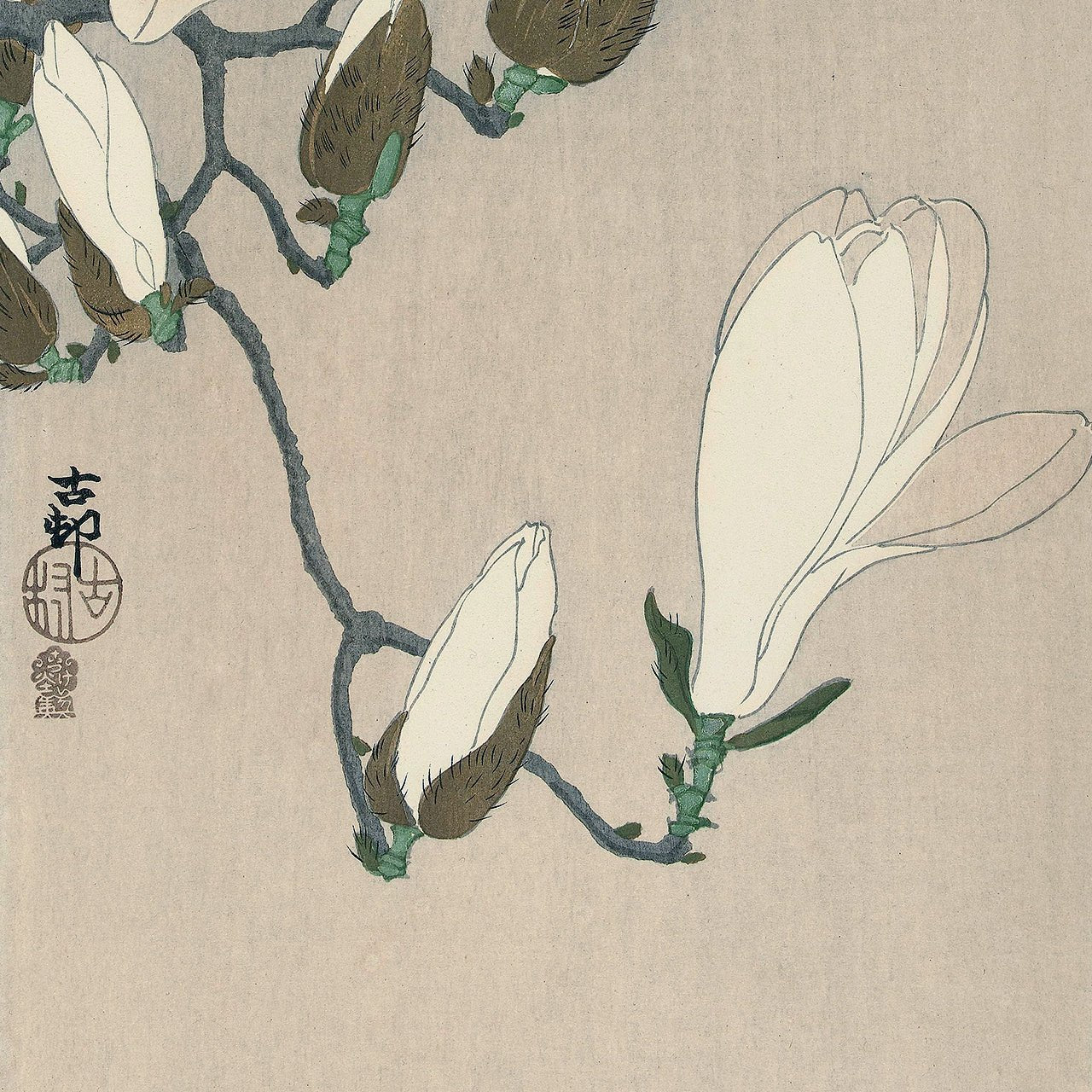 Myna on Magnolia Branch - Japonica Graphic