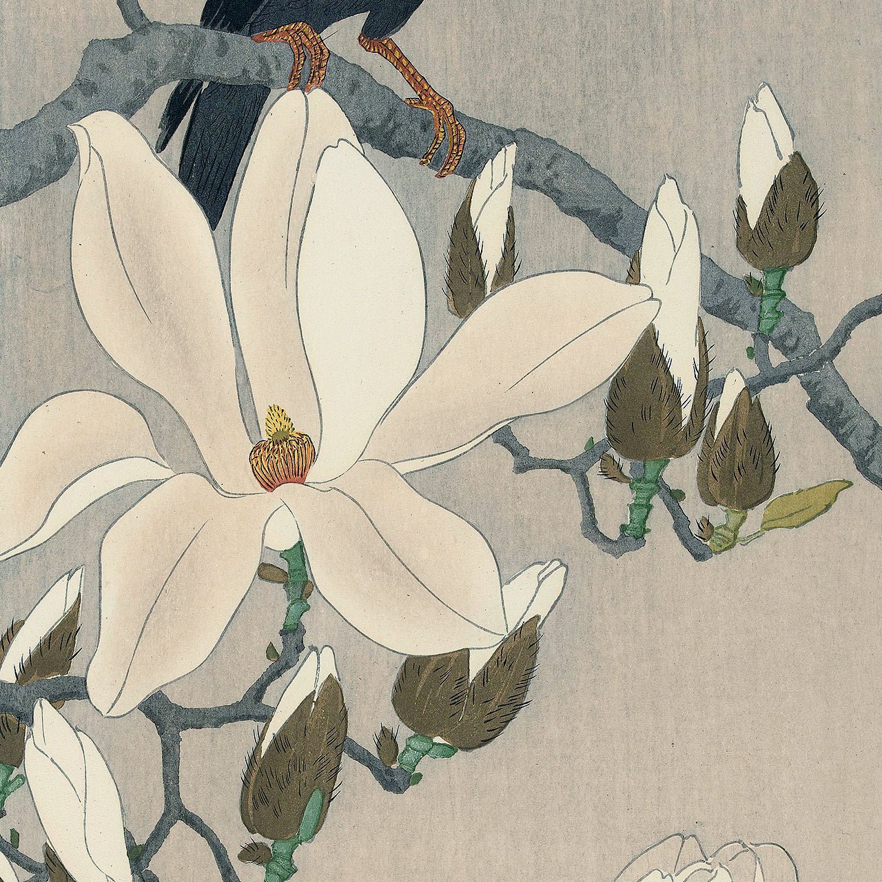 Myna on Magnolia Branch - Japonica Graphic