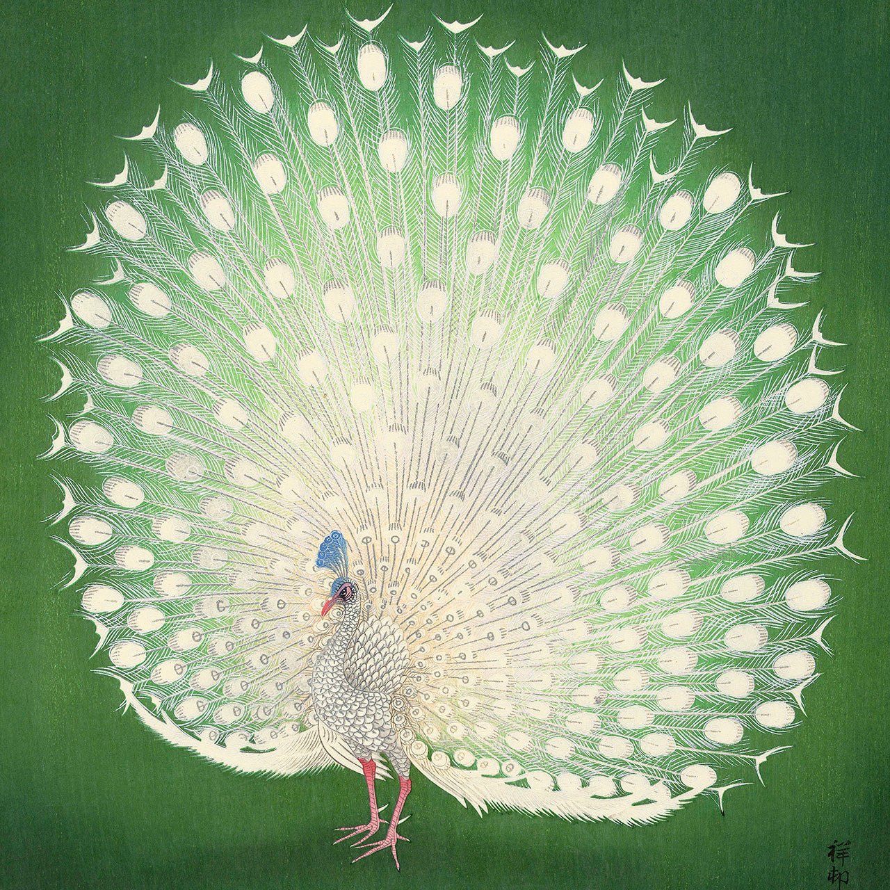 Peacock - Japonica Graphic