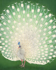 Peacock - Japonica Graphic