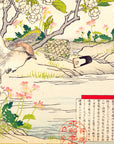 Pear Blossom and Cedar waxwing - Japonica Graphic
