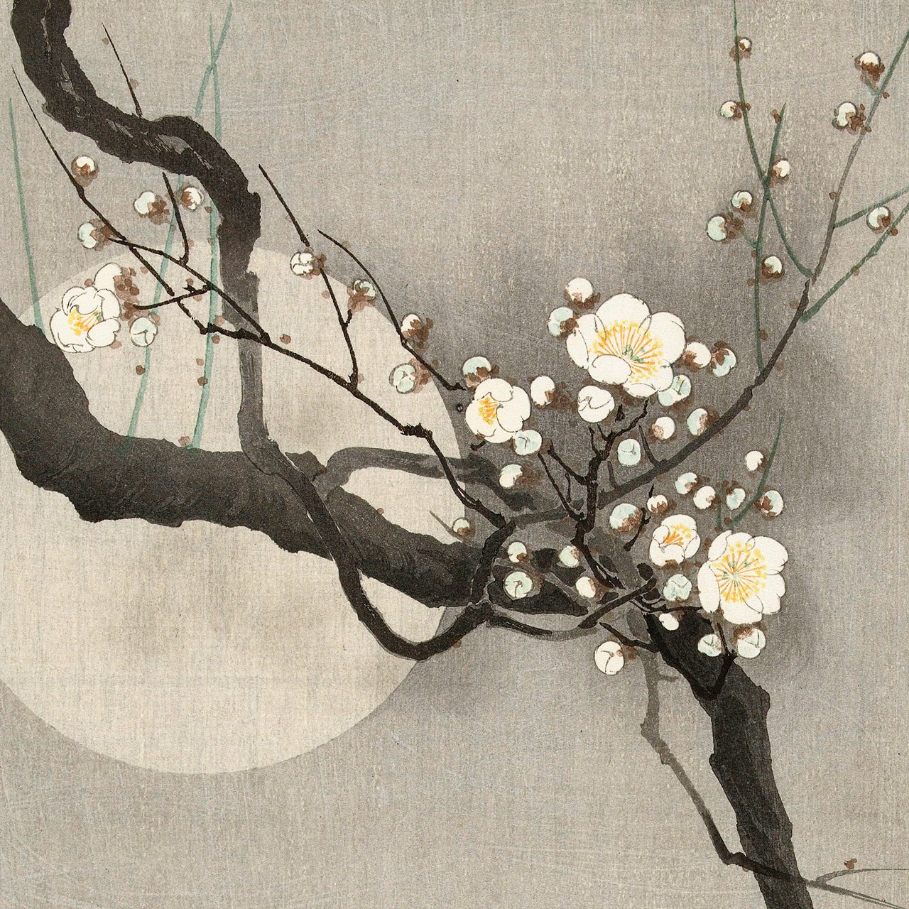Plum blossom and full moon - Japonica Graphic