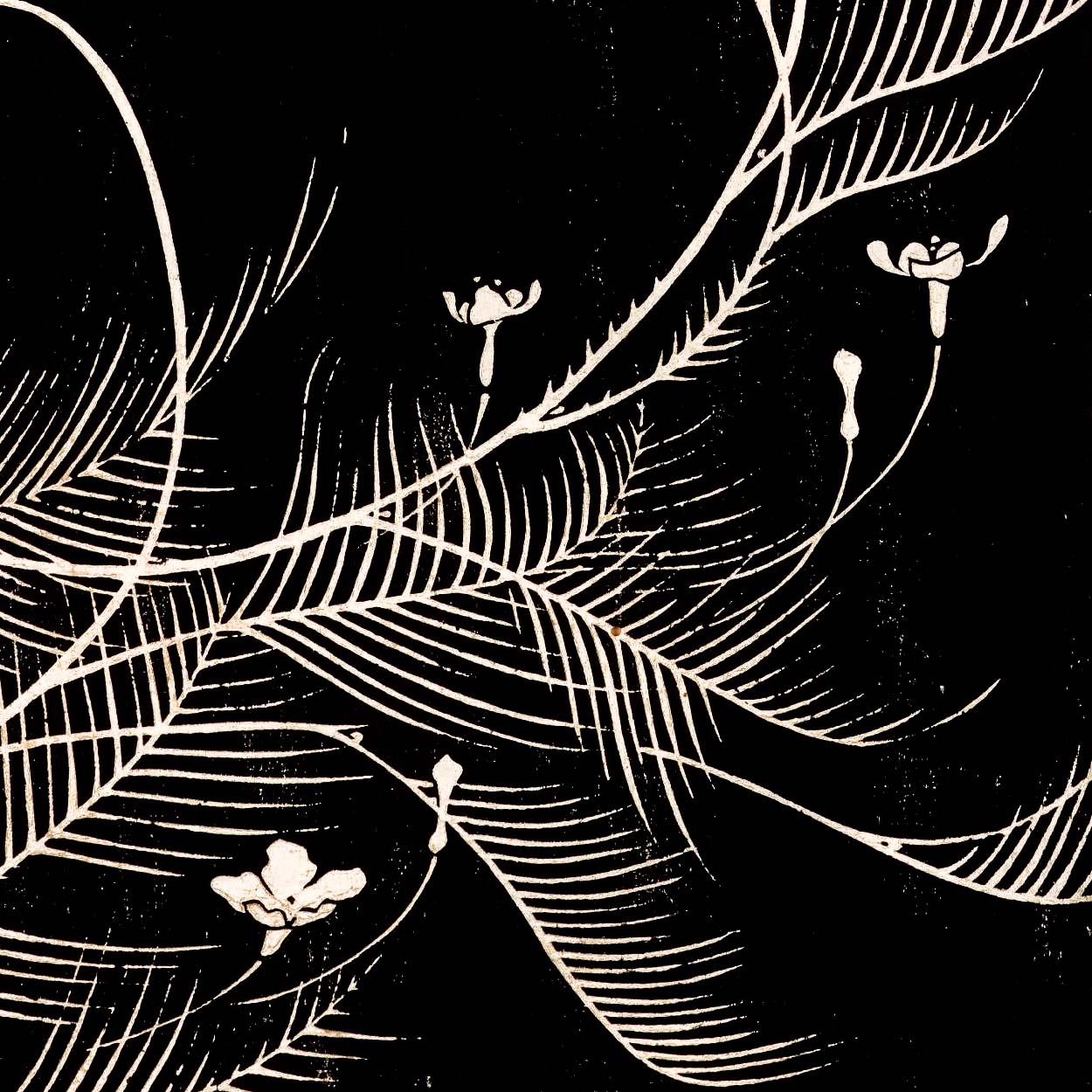 Ranunculus nipponicus - Japonica Graphic