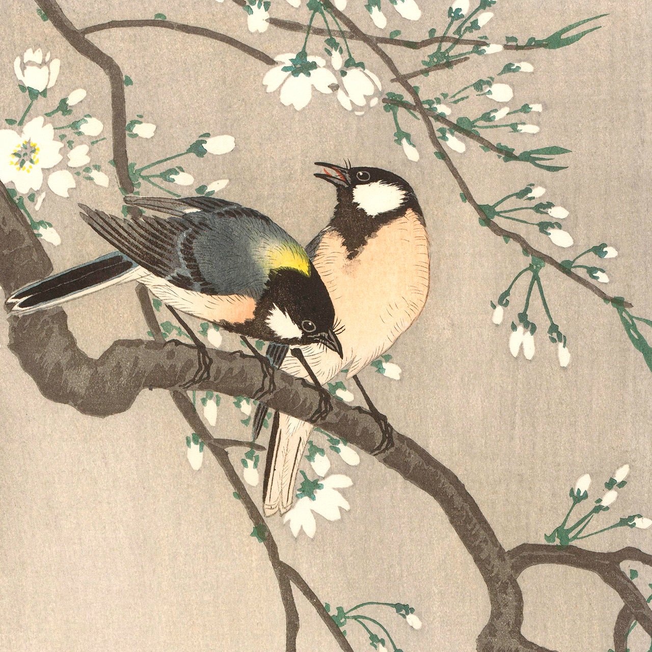 Tits on Cherry Branch - Japonica Graphic