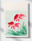 Two Goldfish - Japonica Graphic