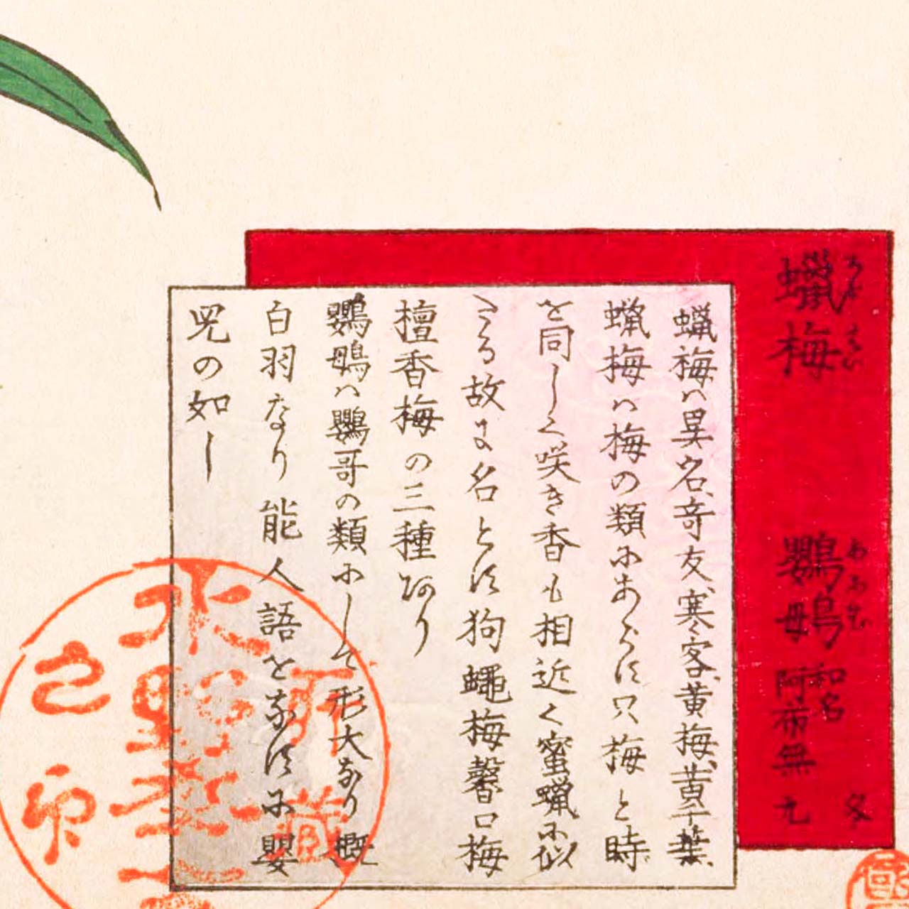 Wintersweet and Parrot - Japonica Graphic