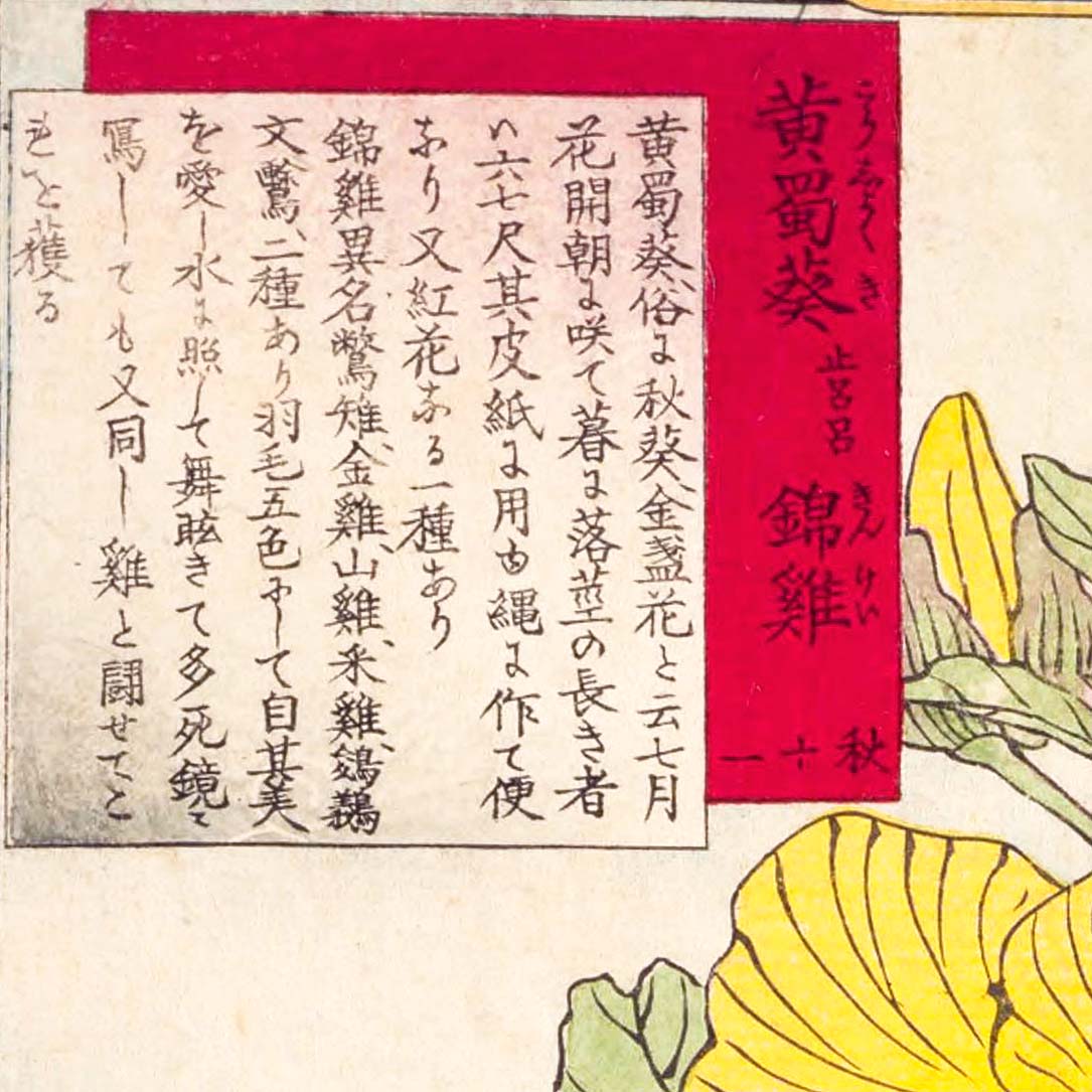 yellow hollyhock and brocaded chicken - Japonica Graphic
