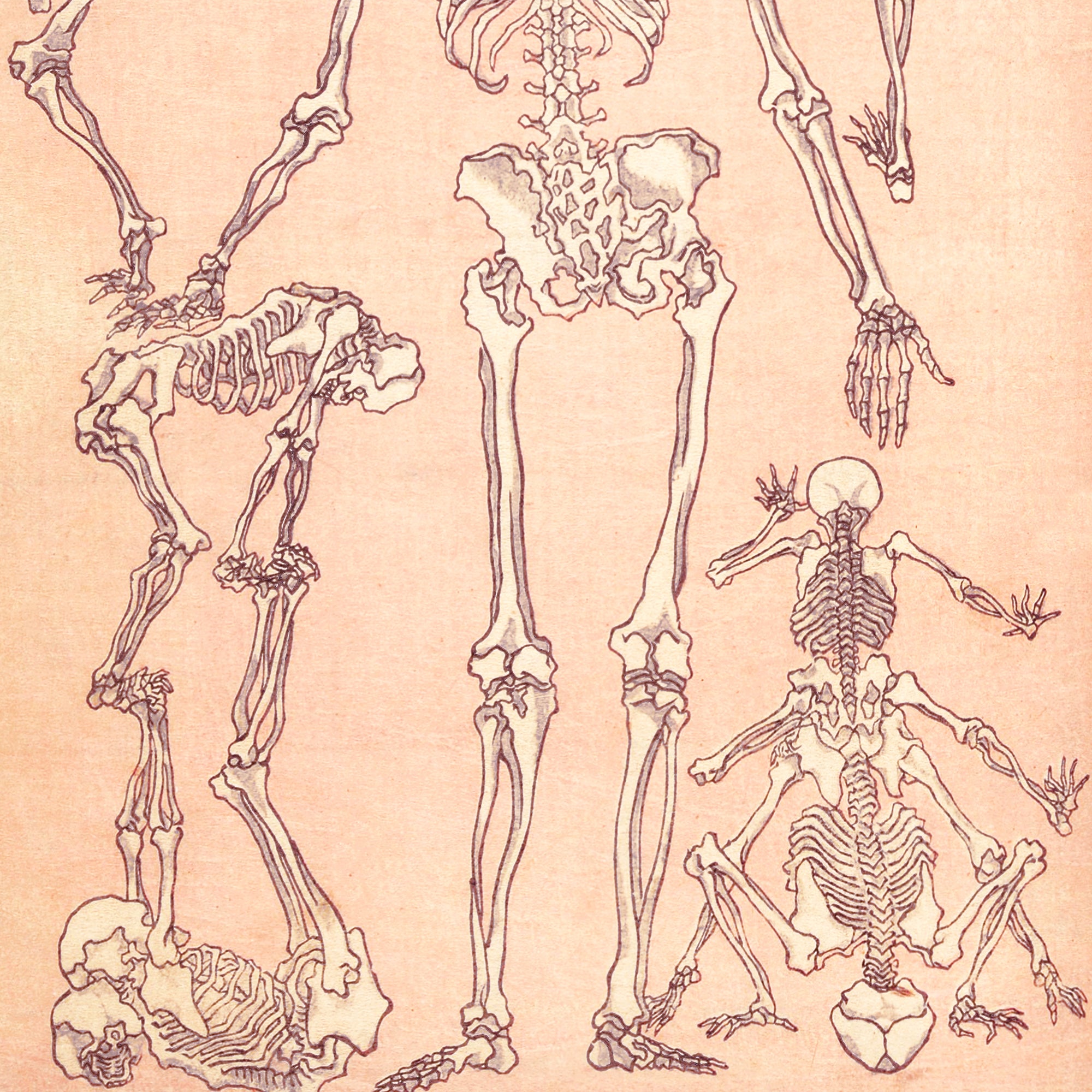 Kyōsai Sketchbook — Skelette (Rückansicht)