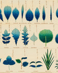 Chart of plants I - Japonica Graphic