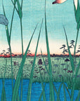 Horikiri Iris Garden - Japonica Graphic