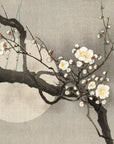 Plum blossom and full moon - Japonica Graphic